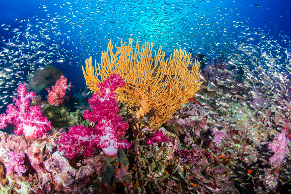 Coral reef in the Philippines