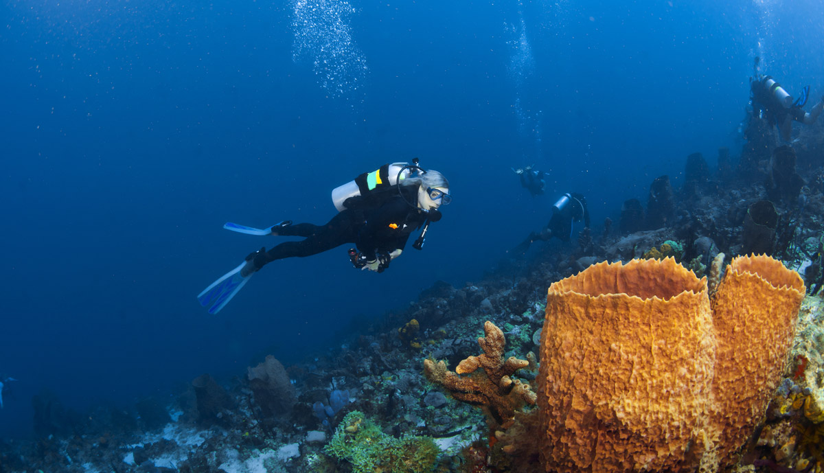 Diver and orange sponges in St Lucia, the Caribbean