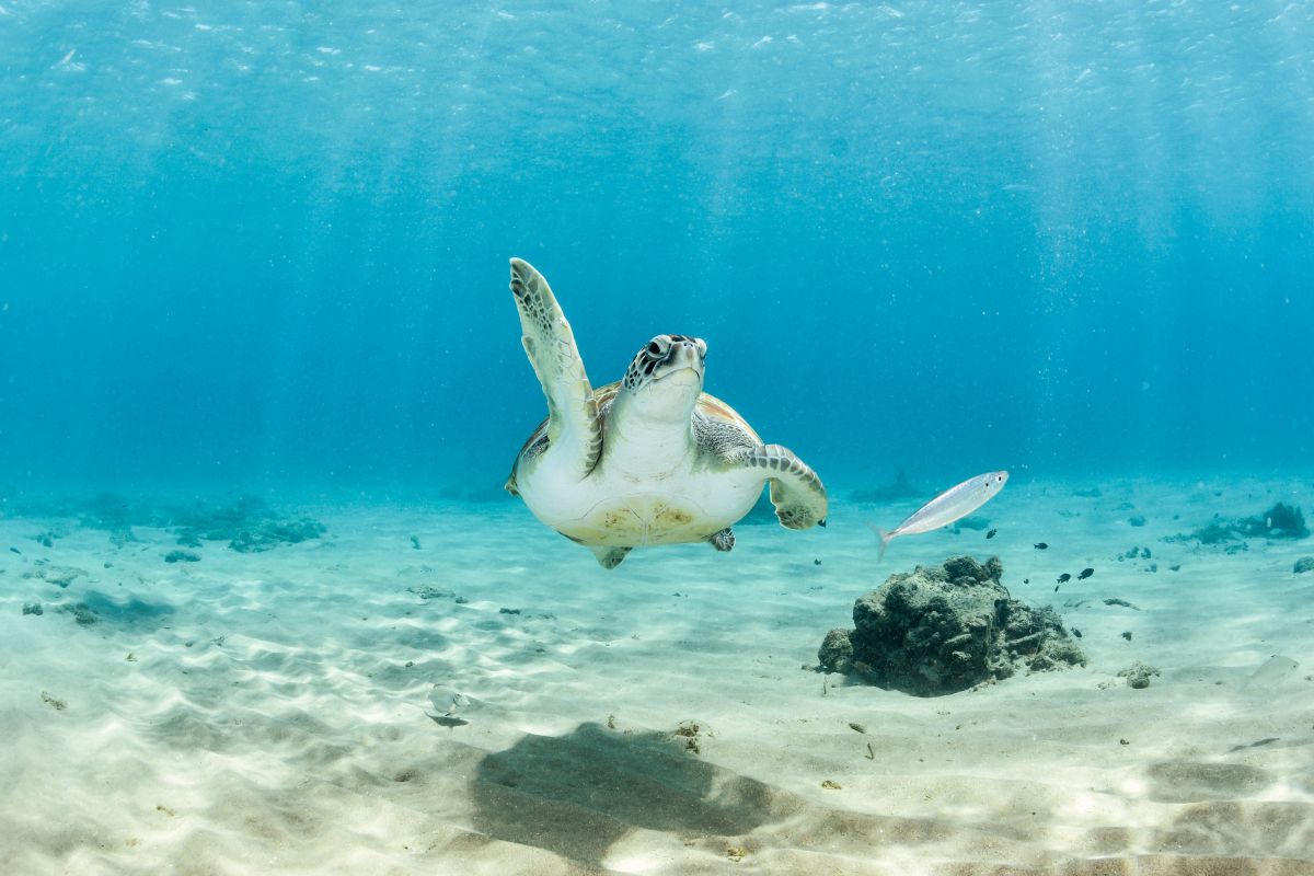 Turtle in the Caribbean