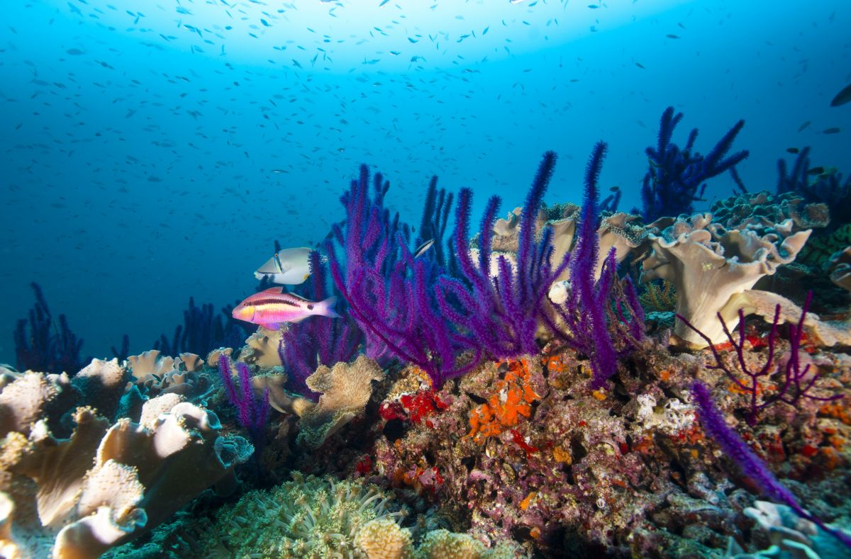 Coral reef and pink goat fish in Oman