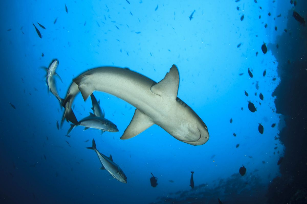 White-tip reef shark in the Maldives