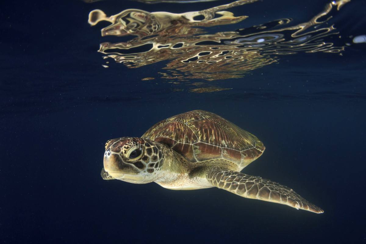 Green sea turtle in Similian Islands, Thailand