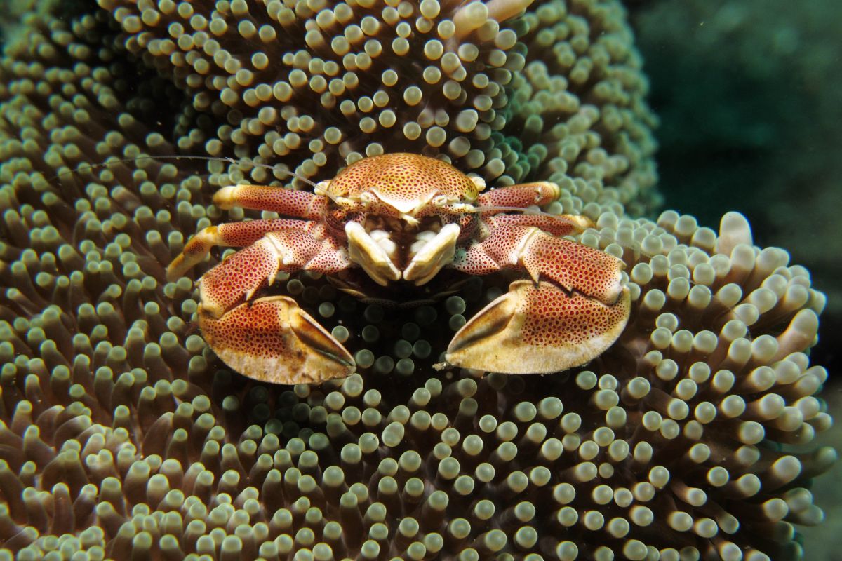 Porcelain crab in sea anemone