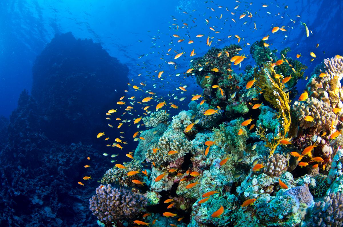 Anthias and corals in the Red Sea, Egypt. Image by Orca Dive Cllub
