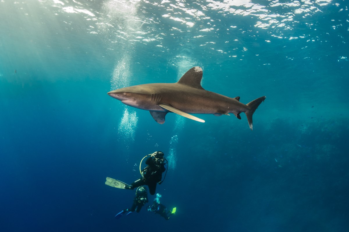 Diver and oceanic white-tip shark