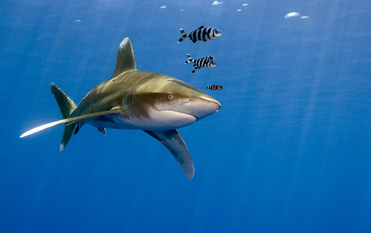 Oceanic white-tip shark in the Red Sea