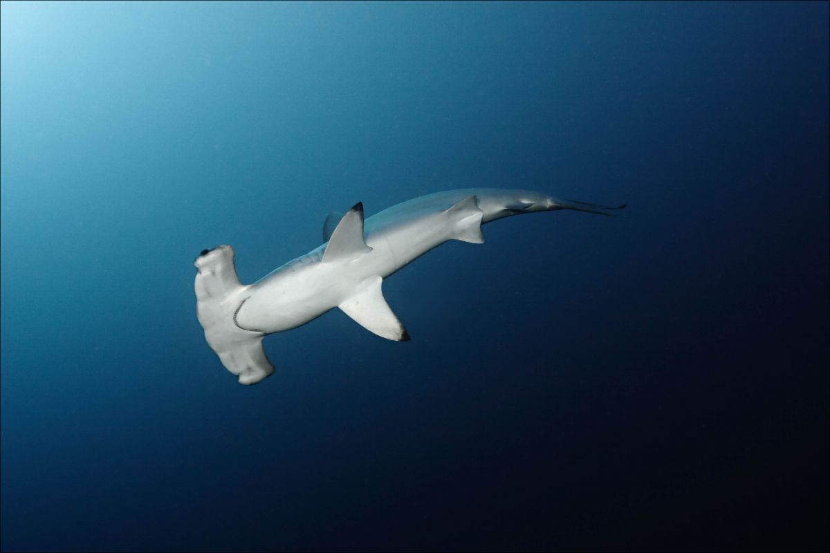 Scalloped hammerhead in the Red Sea