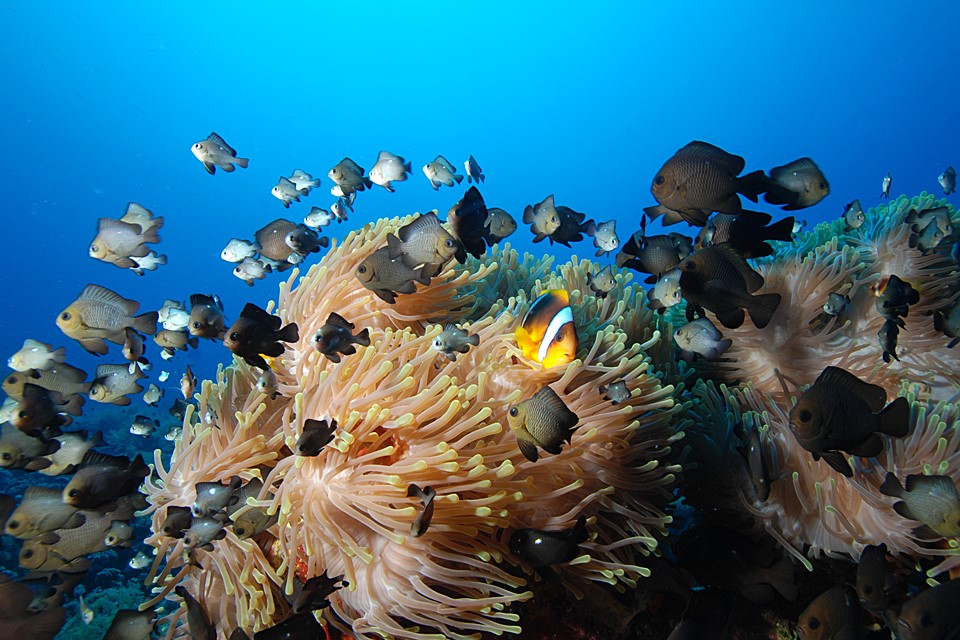 Anemonefish in Sharm el Sheikh. Image by Camel Dive Club