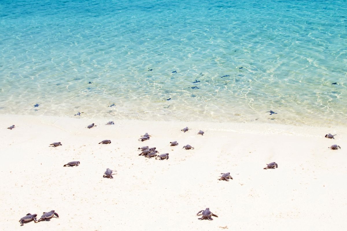 Turtle hatchlings making their way to sea