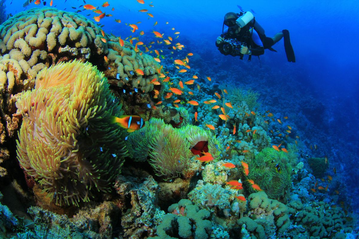 Underwater photographer diving in Sharm el Sheikh